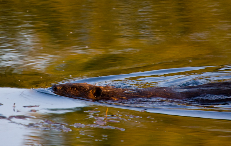 Beaver Swimming